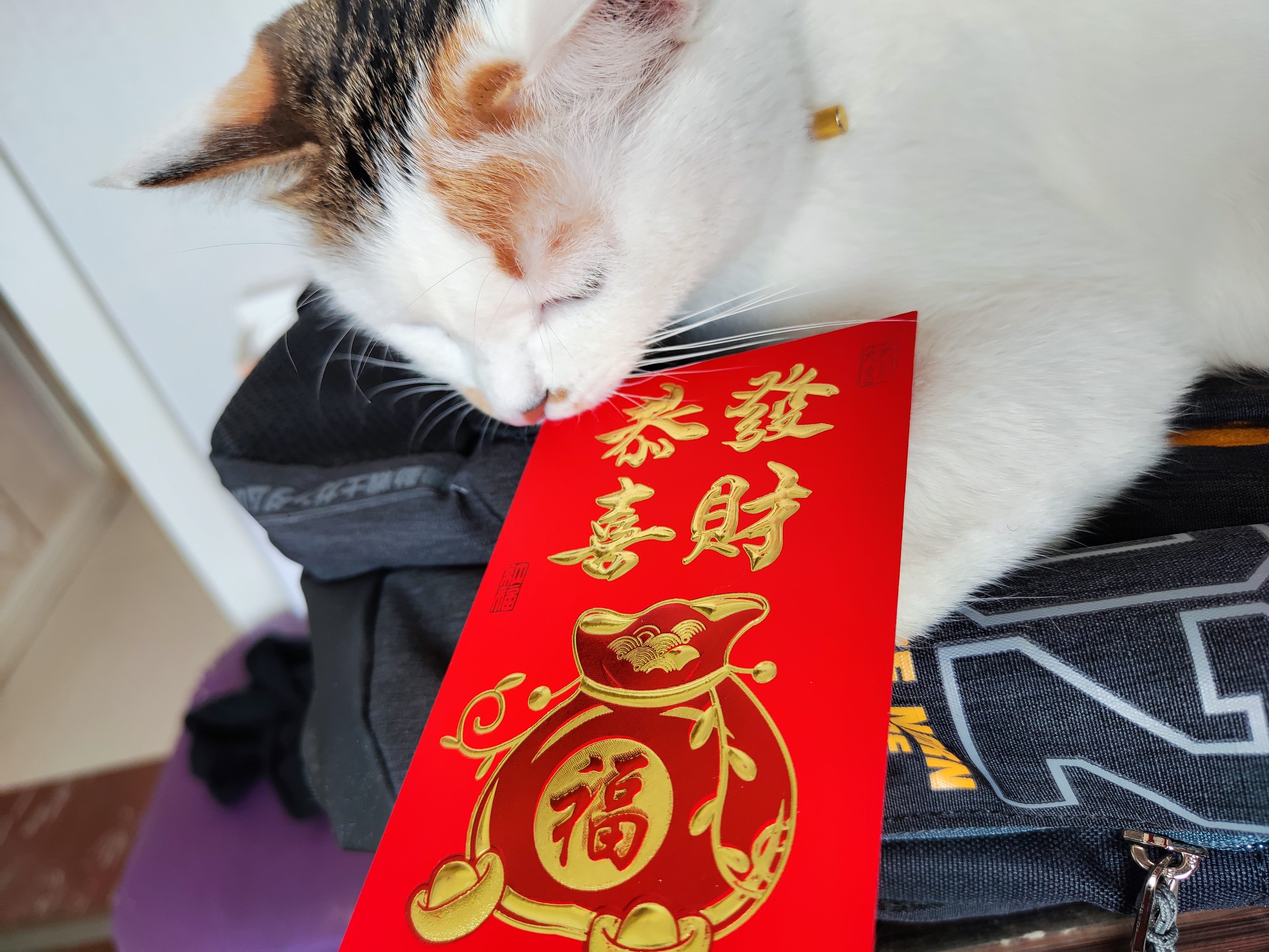 小猫的祝福，你今年必将发大财！