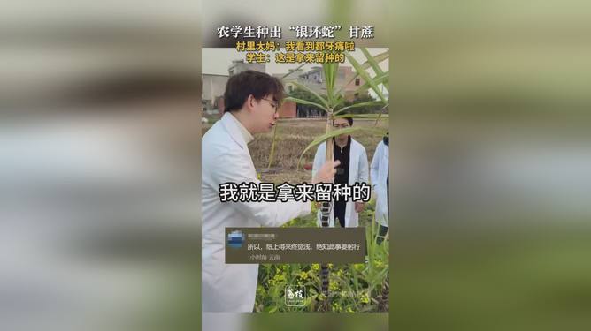 农学生种出银环蛇甘蔗，种植奇迹背后的秘密与攻略