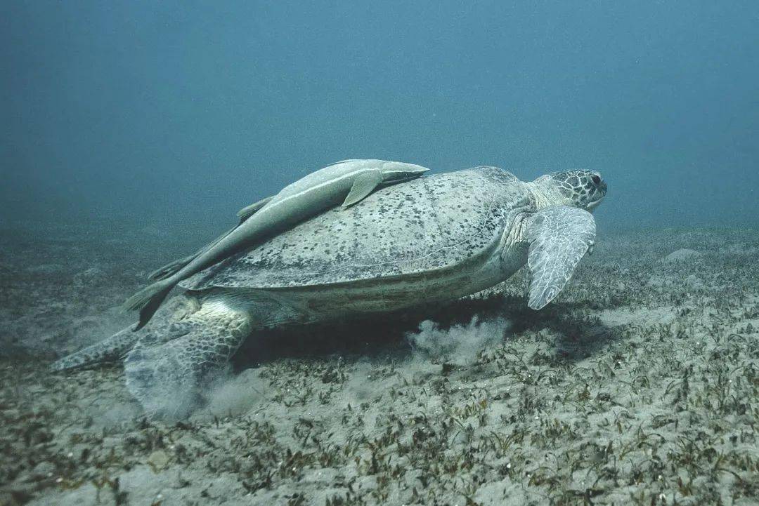 惊！这些海洋生物离水后竟能活这么久？科学家都震惊了！